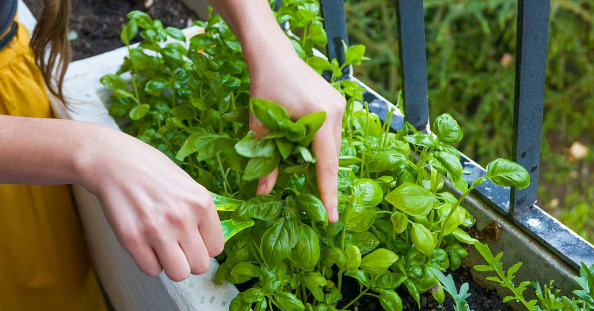 What Is ¼ Cup Fresh Basil To Dried