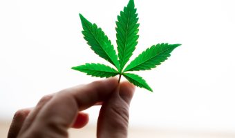 Cannabis