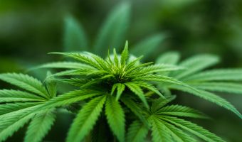 cannabis-infused